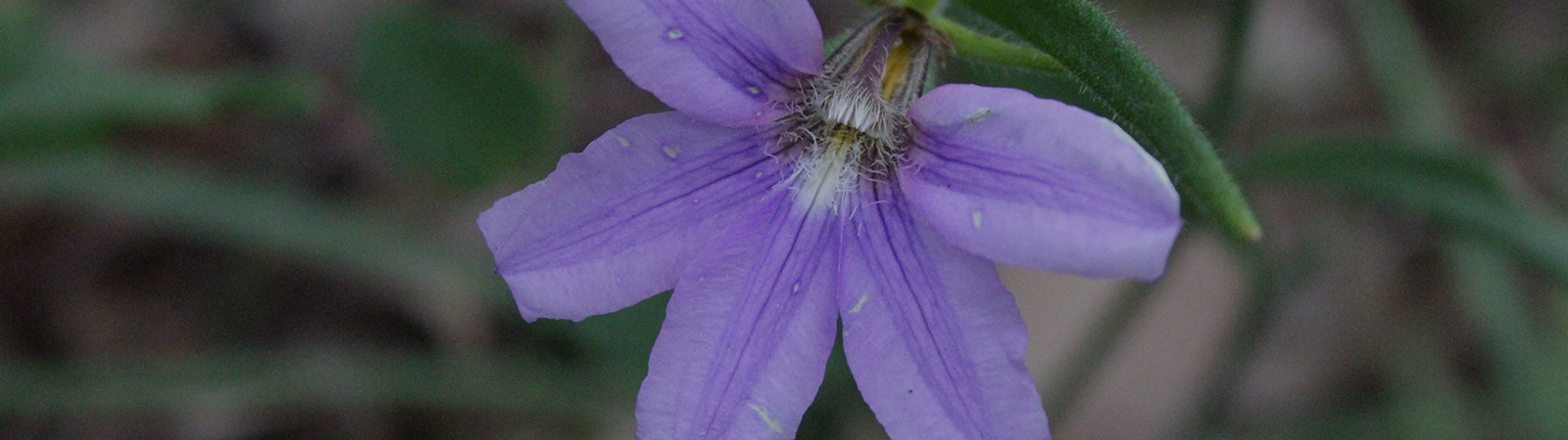 Slide background